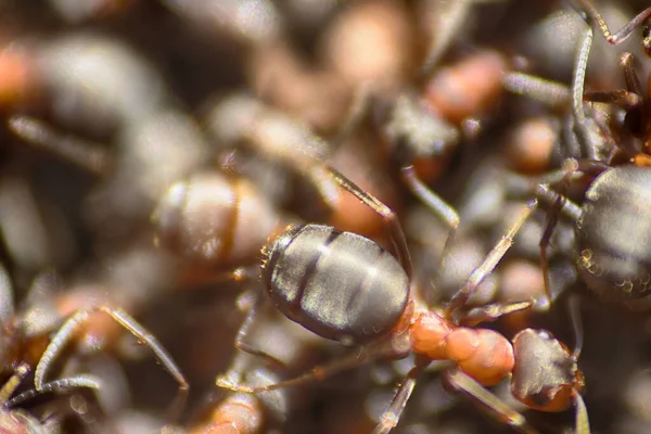 Ants Moving Anthill Marco Many Insects Background — Stock Photo, Image