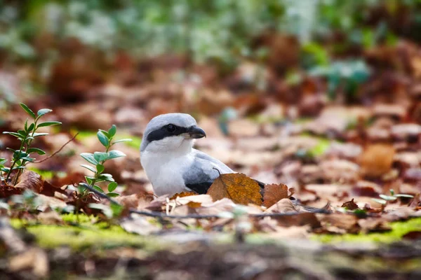 Grote Grijze Shrike Jacht Muizen Tussen Gevallen Herfstbladeren — Stockfoto