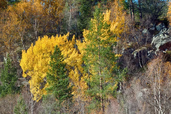 Milder Herbst Goldener Herbst Espenwald Traurige Schönheit Des Herbstes Und — Stockfoto