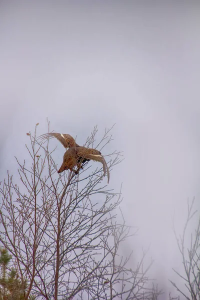 In late autumn black grouse (Lyrurus tetrix) feed with buds on birches. Young female on young birch — Stock Image Late Autumn Black Grouse Lyrurus Tetrix Feed Buds Birches Young Stock Photo