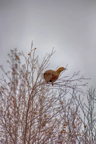 In late autumn black grouse (Lyrurus tetrix) feed with buds on birches. Young female on young birch — Stock Image Late Autumn Black Grouse Lyrurus Tetrix Feed Buds Birches Young Royalty Free Stock Photos