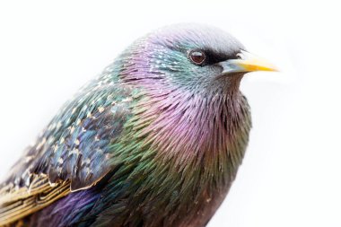 beyaz arkaplanda parlak bir sığırcık