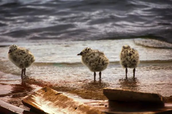 湖上一个星期大的海鸥群中毛茸茸的小鸡 旧船坞 — 图库照片
