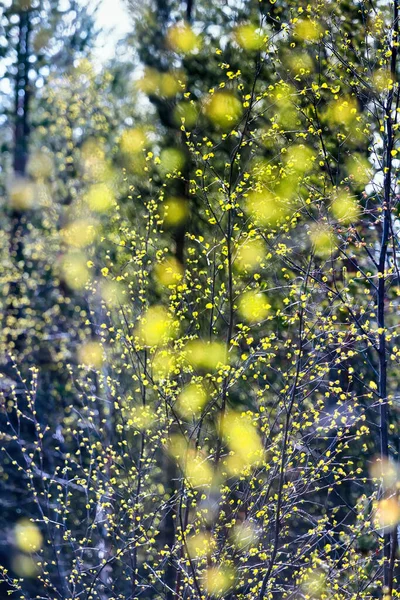 Весна Північній Тундрі Пагорбах — стокове фото