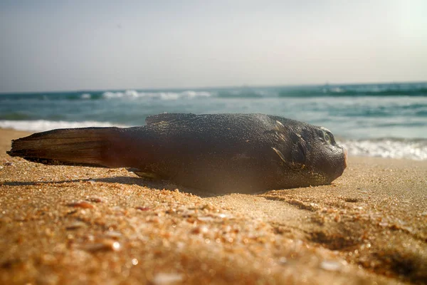 Nádherné Pláže Pobřeží Arabského Moře Goa Kerala Kde Můžete Sbírat — Stock fotografie