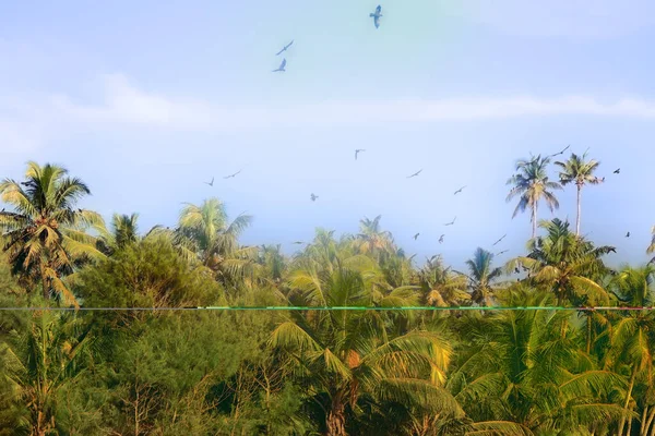 Huge Number Indian House Crows Some Kites Gathered Palm Grove — Stock Photo, Image