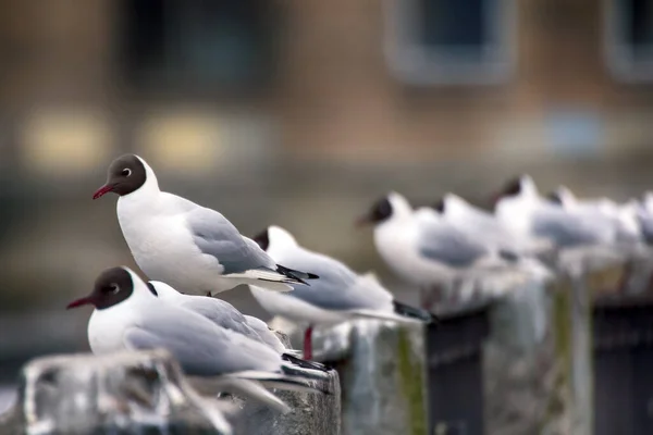 Птицы Городе Имеют Двойное Значение Одной Стороны Эстетический Объект Другой — стоковое фото