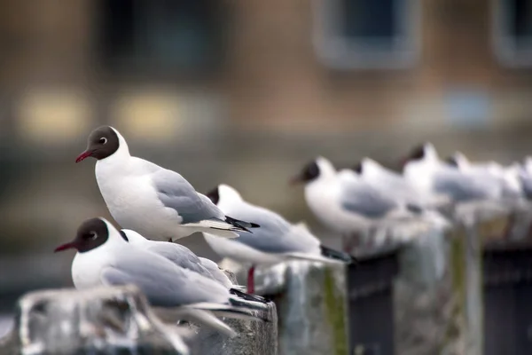 Birds City Have Dual Meaning One Hand Aesthetic Object Other — 图库照片