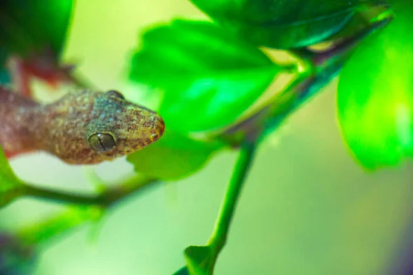 Tropical House Gecko Sur Feuille Verte Kerala — Photo