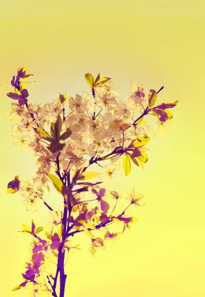 Tavaszi Almáskert Virágzó Virágok Fényes Napsütés Háttér — Stock Fotó