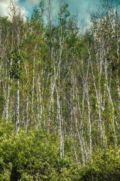 Schöne Landschaft Wächst Der Mittleren Zone Von Russland Baum Berezka — Stockfoto