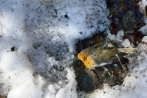 Насекомоядные Птицы Погибали Холодные Периоды Массового Питания Робин Erithacus Rubecola — стоковое фото