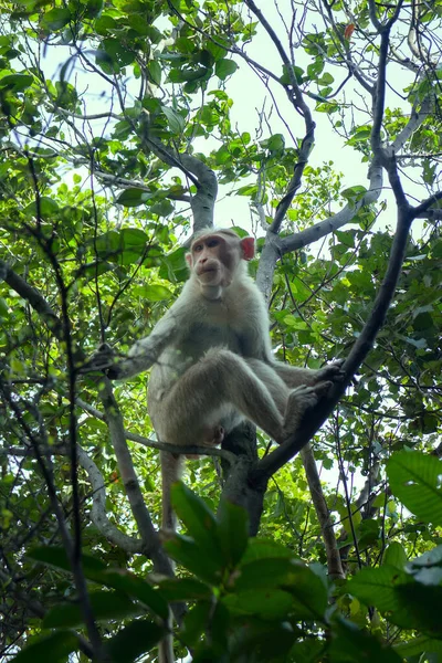 Troupeau Macaques Indiens Saison Sèche Les Jeunes Hommes Restent Écart — Photo