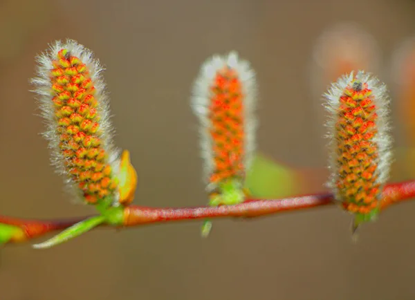 Neue Frühjahrssaison Skandinavien Tonemapped — Stockfoto