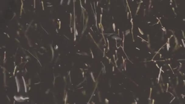 不同尺寸和形状的水生环境中的生物草本植物颗粒 — 图库视频影像