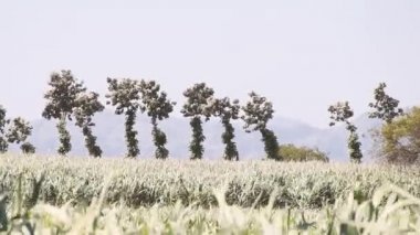 Tarlanın sınırında ve güzel ağaçlar yetişir.