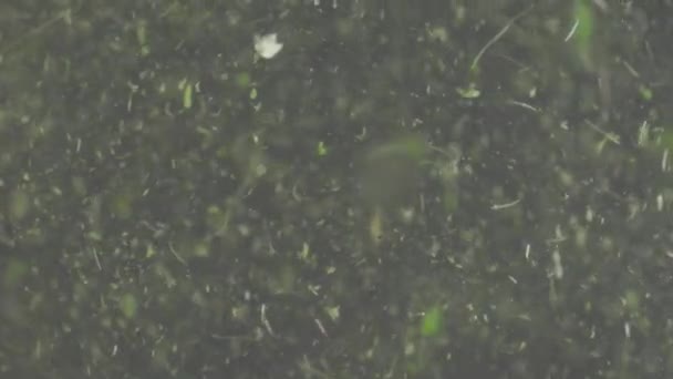 Частинки біологічного трав'яного матеріалу у водному середовищі різних розмірів і форм — стокове відео
