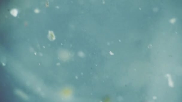 異なる大きさと形状の水環境における生物学的ハーブ材料の粒子 — ストック動画