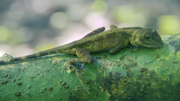 Lagarto variável (Calotes — Vídeo de Stock