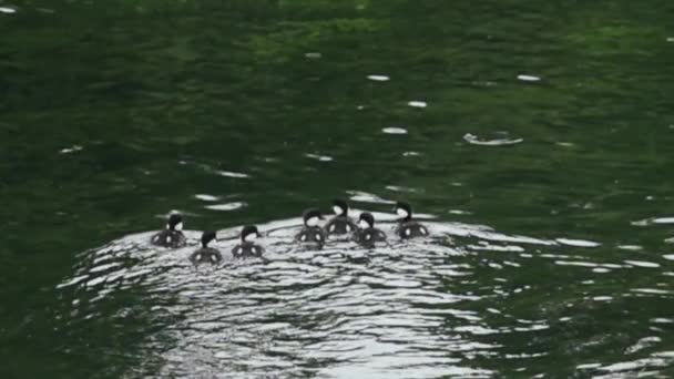 Merenung bebek berenang menjauh. — Stok Video