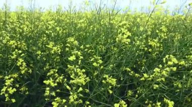 Güzel kolza tohumu tarlaları mavi gökyüzüne yakın