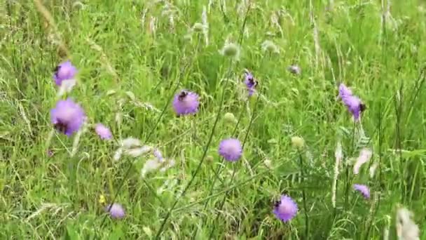 Knautia arvensis attira molti calabroni — Video Stock