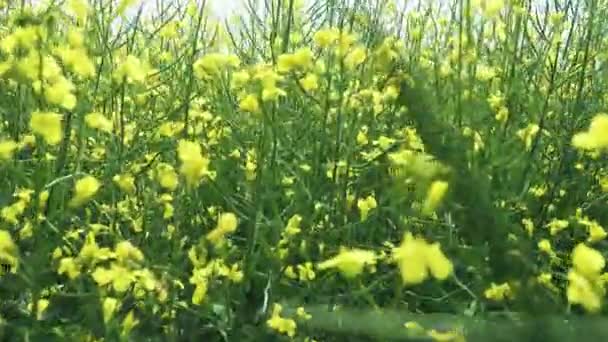 青い空に近い美しい菜の花畑 — ストック動画