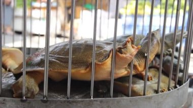 Kaplumbağa kabuklu kaplumbağalar Vietnam pazarında satılır.