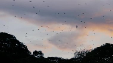 Çok sayıda kara karga uçar.