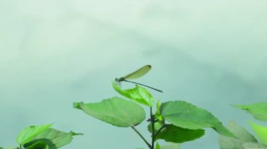 Küçük hanım sineği (Calopteryx sp.) Laos 'ta
