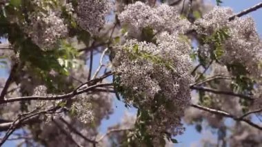 Tropiklerde Melia azedarach ağacı