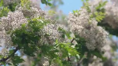 Tropiklerde Melia azedarach ağacı