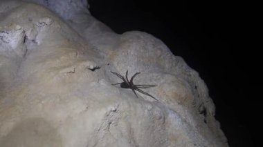 Mağara örümceği. Speleobios Laos