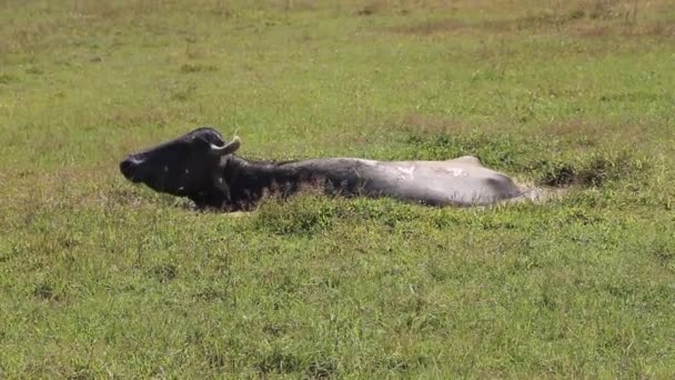 O búfalo afundou no pântano — Vídeo de Stock