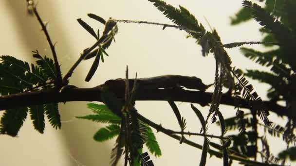 Le Gecko accroupi sur une branche d'albizia — Video