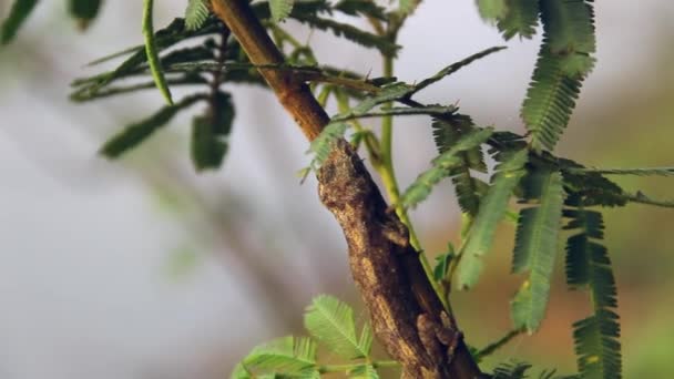 The Gecko crouched on an albizia branch — Stock Video