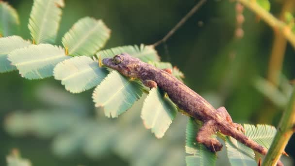 O Gecko agachou-se em um ramo de albizia — Vídeo de Stock