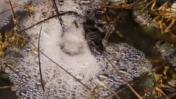 Levende kreeften in een kooi — Stockvideo