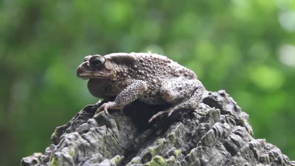 Şili kurbağası — Stok video