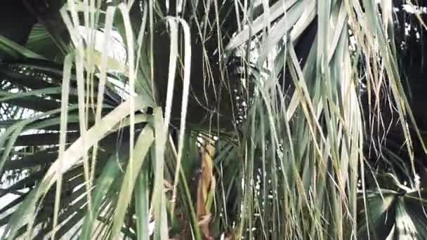 Liviston Fan Palm vintertid — Stockvideo