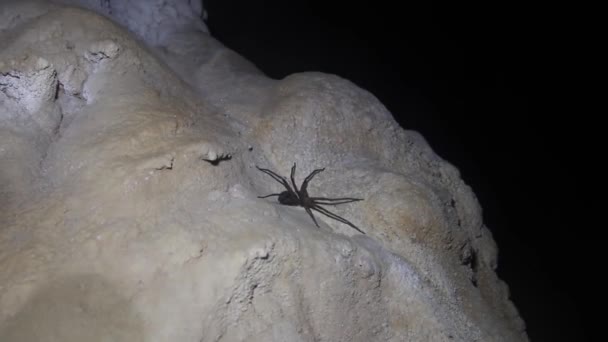 Cave spider. speleobios Laos — Stock Video