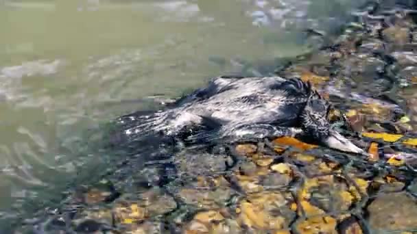 Мертвый баклан на канале — стоковое видео