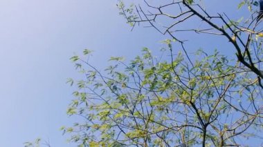 Ağacın tepesine tünemiş dev bir karga sürüsü.
