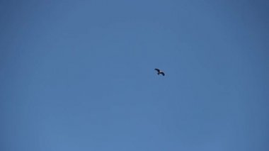 Yükselen bir kartal