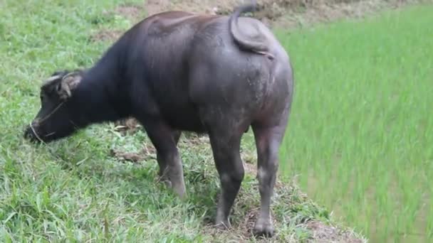 Водный буйвол питается дамбой — стоковое видео