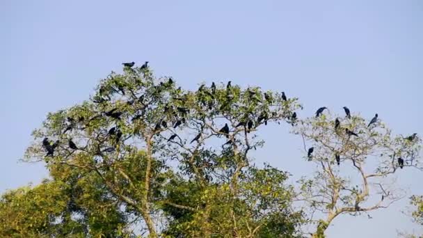 Enorme bandada de cuervos encaramados en la parte superior del árbol — Vídeos de Stock