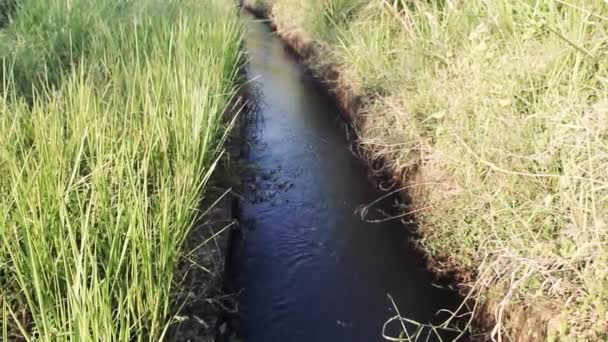 Irrigatiekanaal en vegetatieve rijstscheuten — Stockvideo