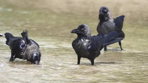 Los cuervos lavan sus picos uno tras otro — Vídeos de Stock