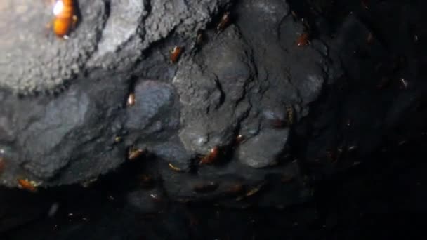Bosättning av jättelika kackerlackor — Stockvideo