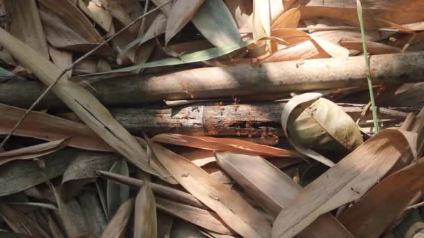 Мурахи в бамбуковому гаю — стокове відео